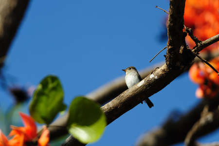 Asian Brown Flycatcherの写真素材