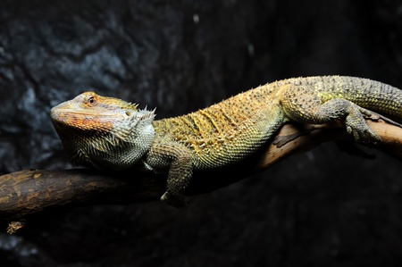 Bearded Dragonの写真素材
