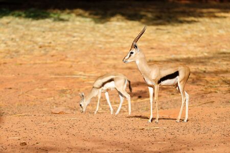 Thompson Gazelleの写真素材