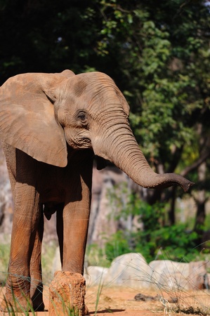 African elephantの写真素材