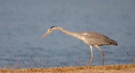 Great Heronの写真素材