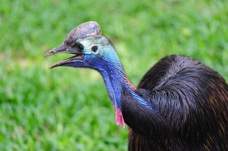 Cassowary Birdの写真素材