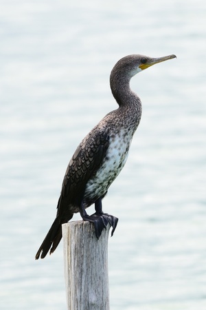Great Cormorantの写真素材