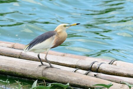 Javan Pond Heronの写真素材