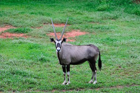 Gemsbok Antelopeの写真素材
