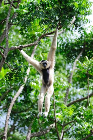 WHITE GIBBONの写真素材
