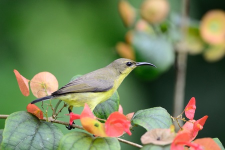 Olive Backed Sunbirdの写真素材