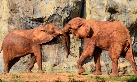 Elephant in loveの写真素材