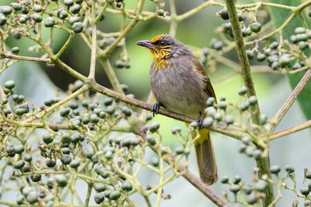 Stripe Throated Bulbulの写真素材