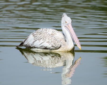 Spot-Billed Pelicanの写真素材