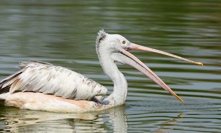 Spot-Billed Pelicanの写真素材