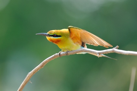 Blue-Tailed Bee Eater