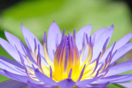 waterlily Backgroundの写真素材