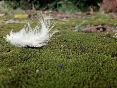 A feather on the green mossの写真素材