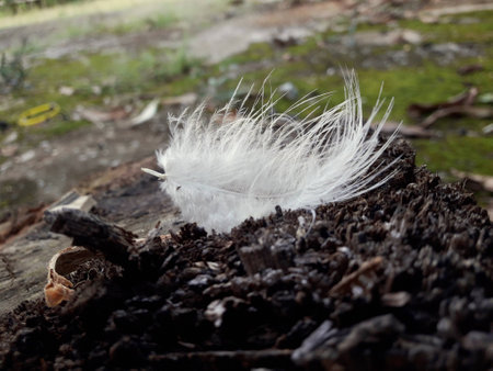 A feather on the green mossの写真素材