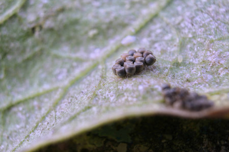 Ant's nest