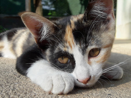 Thai catの写真素材