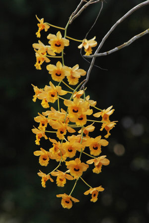 Northern Thai orchidの写真素材