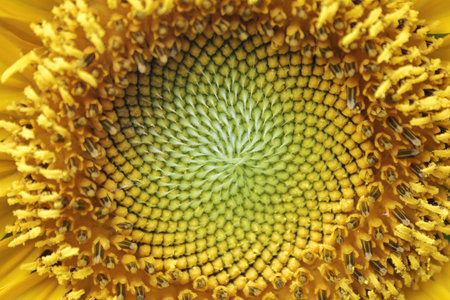 Sun flowerの写真素材