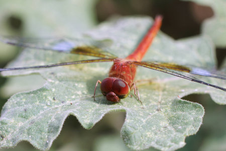 Red Dragonflyの写真素材