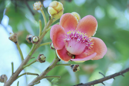 Cannonball flowerの写真素材