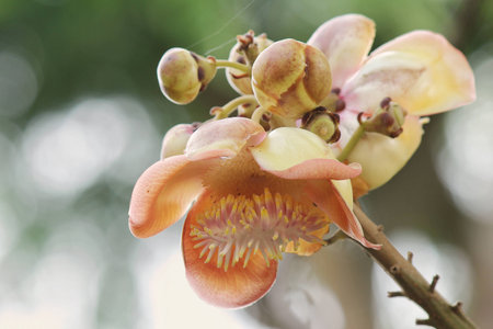 Cannonball flowerの写真素材