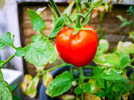 the red tomatoの写真素材