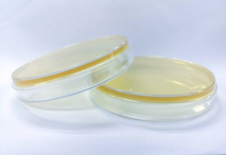 à¹Nutrient agar for microbiology laboratoryの写真素材