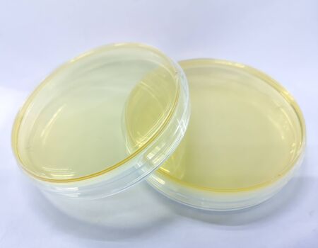 Nutrient agar for microbiology laboratoryの写真素材