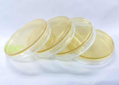 à¹Nutrient agar for microbiology laboratoryの写真素材
