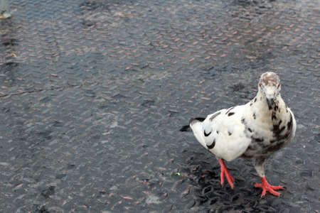 White Pigeonの写真素材