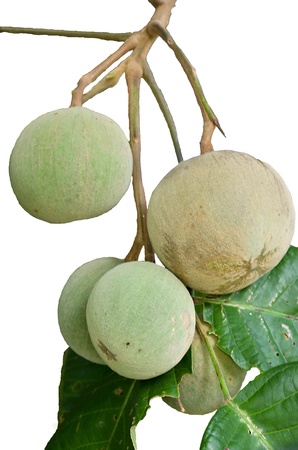 Asin fruit unripe and green leaf on white backgroundの写真素材