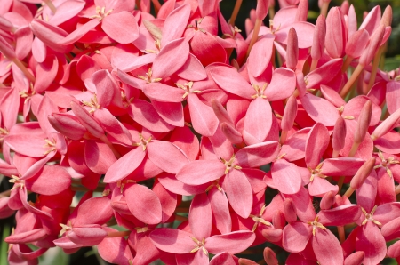 Jungle geranium  Ixora coccinea   Close-up  pink color の写真素材