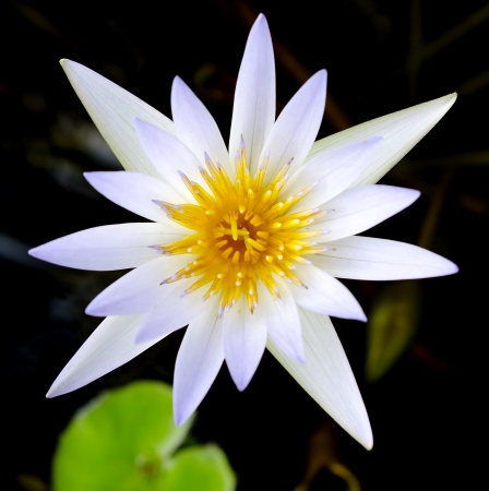 Lotus flower and Lotus flower plantsの写真素材