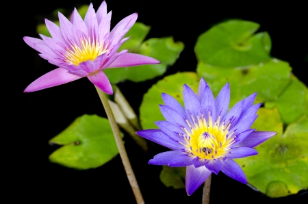 Lotus flower with bee and Lotus flower plants の写真素材