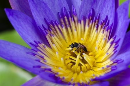 Lotus flower with bee and Lotus flower plants の写真素材