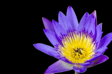 Lotus flower with bee and Lotus flower plants isolate black backgroundの写真素材