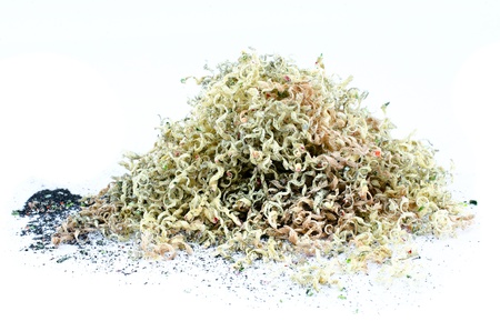 stump pencil with white isolate background の写真素材