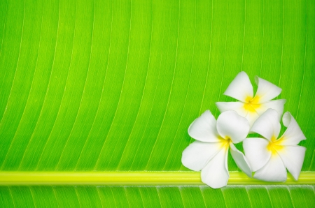 white flower on banana leaf の写真素材