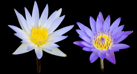 Lotus flower isolate with black backgroundの写真素材
