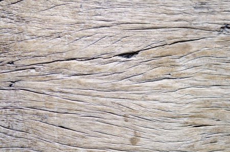 Wood Texture Background of old dead the treeの写真素材