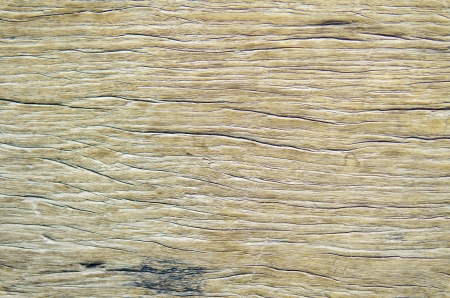 Wood Texture Background of old dead the treeの写真素材