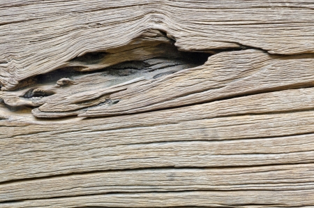 Wood Texture Background of old dead the treeの写真素材