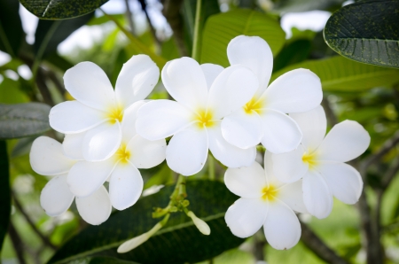 white and yellow Tropical Flower wiyh green leafの写真素材