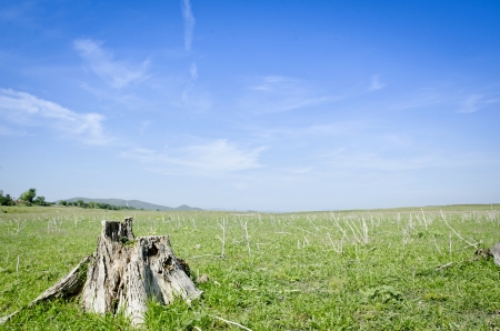 Green meadow under blue sky with cloudsの写真素材