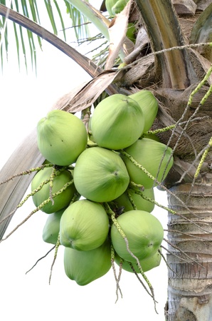 green coconut at treewith white backgroundの写真素材