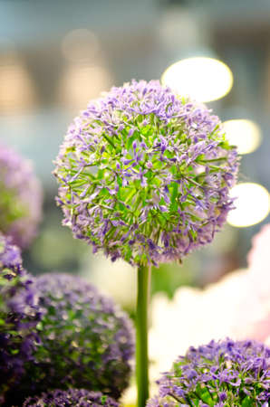 Abstract texture of plastic flowers for design . の写真素材