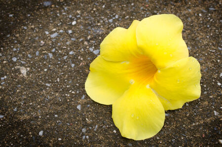 closeup of beautiful Yellow Flowers on concrete floor background 