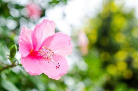 beautiful closeup pink Flowers with green leaf background の写真素材