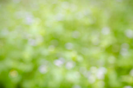 abstract green boke  background